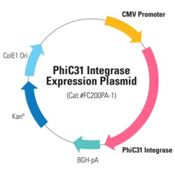 System Biosciences LLC&nbsp;PHIC31 INTEGRASE EXP. PLASMIDPhiC31 Integrase Expression Plasmid = 10ug