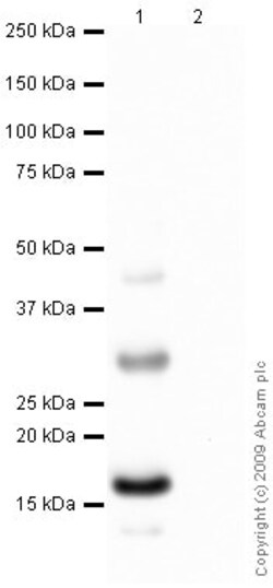 Abcam Rat monoclonal [4A4] to Histone H2A.Z, Quantity: Each of 1