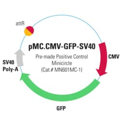 System Biosciences LLC&nbsp;pMC.CMV-GFP-SV40PolyA Positive Control MinicirclePre-made Minicircle CMV-GFP-SV40PolyA (positive control) = 40 µg