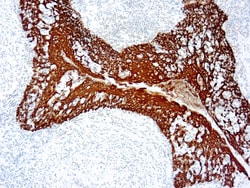 Diagnostic Biosystems STABLE DAB/PLUS Stable DAB/Plus