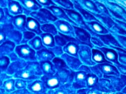 Diagnostic Biosystems&nbsp;PERMABLUE PLUS/AP PermaBlue Plus/AP