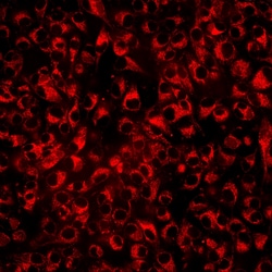 Abcam Cell Tracking Red Dye Kit - Longer cell staining, DMSO-free, Quantity: