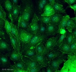 Abcam Rabbit polyclonal to Claudin 5, Quantity: Each of 1