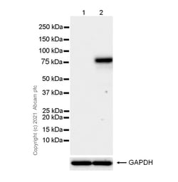 Abcam Rabbit monoclonal [EPR24485-19] to MX1, Quantity: Each of 1