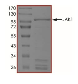Abcam Recombinant human JAK1 protein (Active), 5UG, Quantity: Each of 1