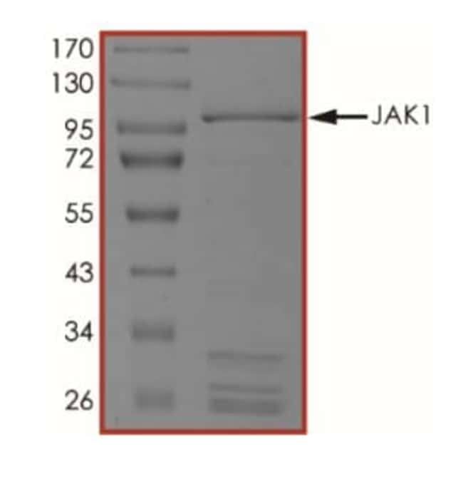 Abcam human JAK1 protein (Active) 5ug, Quantity Each of 1