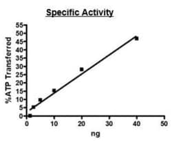 Abcam Recombinant human JAK2 protein, 20UG, Quantity: Each of 1