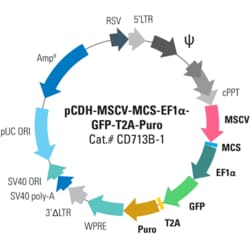 System Biosciences LLC&nbsp;pCDH-MSCV-MCS-EF1α-GFP+Puro Cloning and Expression LentivectorpCDH-MSCV-MCS-EF1α-GFP+Puro cDNA Dual Promoter Cloning and Expression Lentivector = 10ug