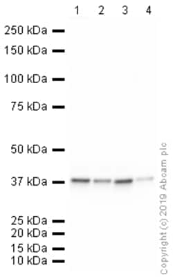 Abcam HRP Mouse monoclonal [mAbcam 9484] to GAPDH - Loading Control, Quantity: