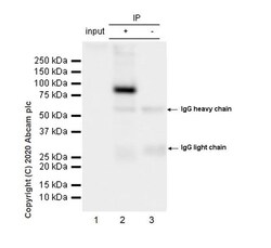 Abcam Anti-P2X7 antibody [EPR24130-77], Quantity: Each of 1