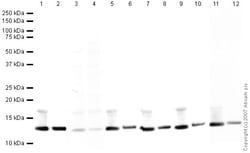 Abcam Rabbit polyclonal to Histone H4 (acetyl K8) - ChIP Grade, Quantity: