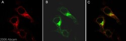 Abcam Mouse monoclonal [DE2B4] to beta Amyloid, Quantity: Each of 1