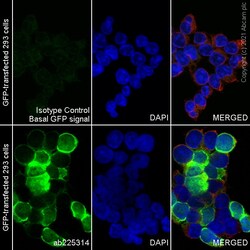 Abcam Alexa Fluor 488 Rabbit monoclonal [EPR14104] to GFP, Quantity: Each