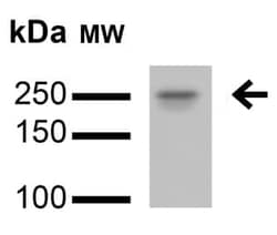 Abcam Anti-LRRK2 antibody [N138/6] - N-terminal, Quantity: Each of 1