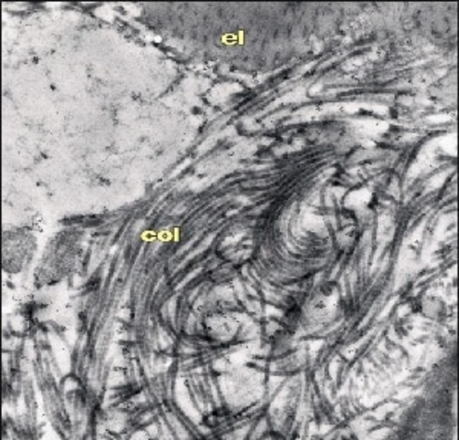 Abcam AntiChondroitin Sulfate antibody 50ul, Quantity Each of 1