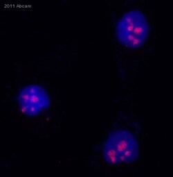 Abcam Anti-Nucleophosmin antibody [FC82291] (ab10530) 50ul, Quantity: Each