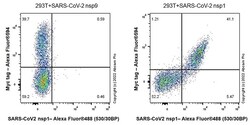 Abcam Recombinant Anti-SARS-COV-2 nsp1 antibody, 100UL, Quantity: Each