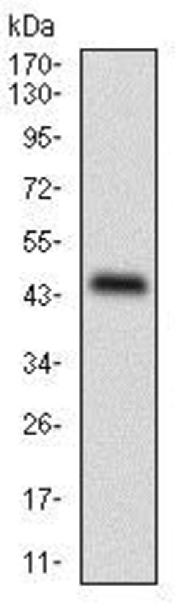 Abcam Anti Perilipin-2 antibody [2C5A3], Quantity: Each of 1