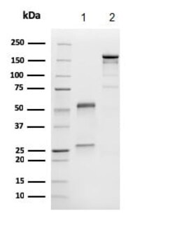Abcam Anti-MelanA antibody (M2-9E3) (ab187369)500UL, Quantity: Each of