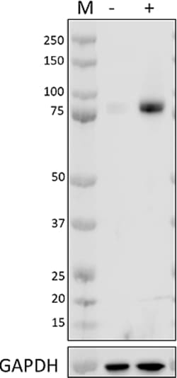 Biolegend PURIFIED ANTI-NRF2 ANTIBODY, R, Quantity: Each of 1