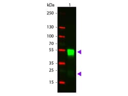 Abcam Goat Anti-Rabbit IgG H&L (Cy3 ¿) preadsorbed (ab6939), Quantity: