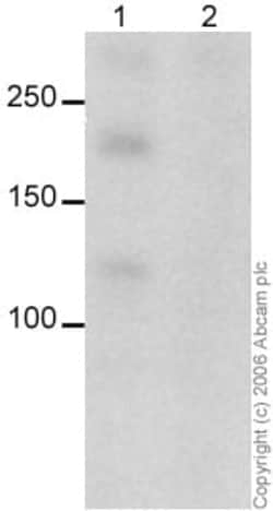 Abcam Anti-CDKL5 antibody, Quantity: Each of 1