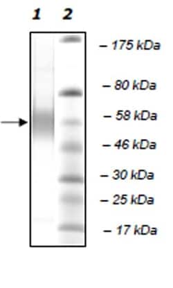 Abcam Recombinant human PLA2G7 protein (Active), 20UG, Quantity: Each of