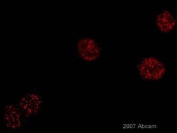 Abcam Anti-TRF2 + TRF1 antibody [TRF-78], Quantity: Each of 1