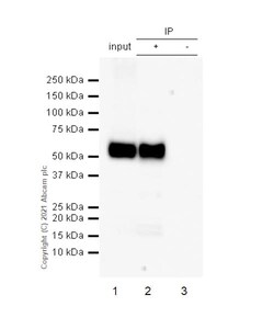Abcam Recombinant Anti-CD4 antibody [RM1013] - BSA and Azide free (ab288725)