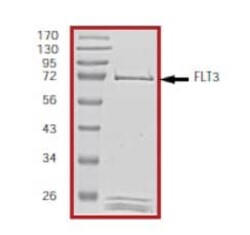 Abcam ApC/Cy7 Anti-CD2 antibody TS18, prediluted, Quantity: Each of 1