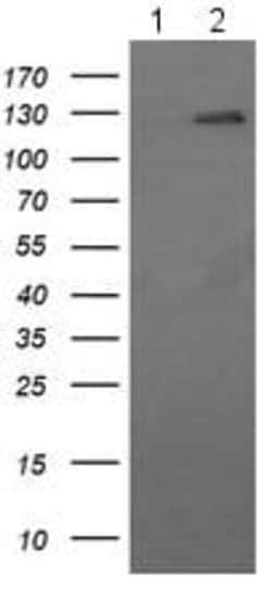 Abcam Anti-CD163 antibody (OTI2G12) 100ul, Quantity: Each of 1