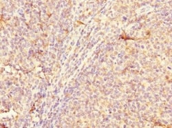 Abcam Anti-CD300a antibody 50ul, Rabbit, Quantity: Each of 1