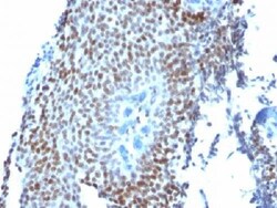 Abcam Anti-p21 antibody (CIP1/823) - BSA and Azide free 100ug, Quantity: