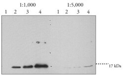 Abcam Anti-DMPO Nitrone Adduct antibody, Quantity: Each of 1