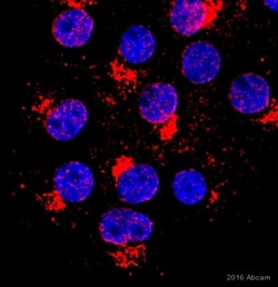 Abcam Anti-Giantin antibody - Golgi Marker (ab80864) 100ug, Quantity: Each