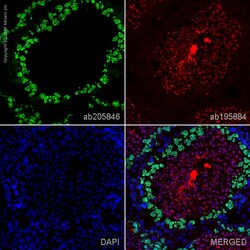 Abcam Alexa Fluor¿ 488 Anti-SCP3 antibody [Cor 10G11/7] | 100ul, Quantity: