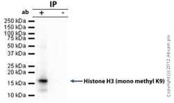Abcam Anti-Histone H3 (mono methyl K9) antibody - ChIP Grade, Quantity: