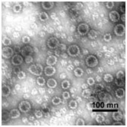 Abcam Recombinant HPV33 L1 protein, 50UG, Quantity: Each of 1
