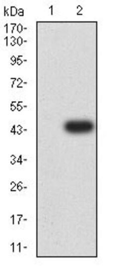 Abcam Anti-CD66b antibody [2F12E8] 100ug, Quantity: Each of 1
