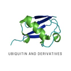 LifeSensors K48-Linked Tetra-Ubiquitin (Ub4) 25ug, Quantity: Each of 1