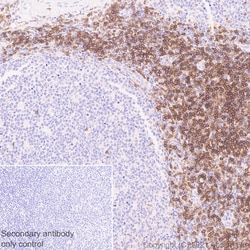 Abcam Recombinant Anti-CXCR3 antibody (EPR25373-32), Quantity: Each of