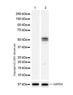 Abcam Recombinant Anti-IRF7 antibody [EPR25274-33] 100ul, Quantity: Each
