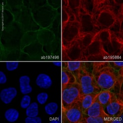 Abcam Alexa Fluor 488 Anti-alpha 1 Sodium Potassium ATPase antibody [464.6],