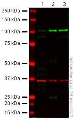 Abcam Anti-E Cadherin (4A2) antibody 100ug, Quantity: Each of 1