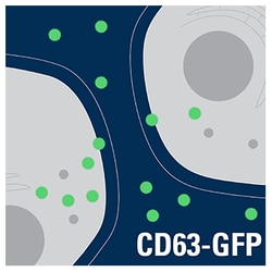 System Biosciences LLC&nbsp;Exosome Cyto-Tracer, pCT-CD63-GFPpCT-CD63-GFP (pCMV, Exosome/Secretory, CD63 Tetraspanin Tag; pre-packaged virus) = >2E6 IFUs