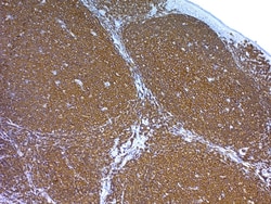 Abcam Antigen Retrieval Buffer (100 x Tris Buffer, pH 10.0), 125ML, Quantity: