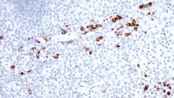 Leica Biosystems 7ML GRANZYME B BOND RTU PRIM, Quantity: Each of 1
