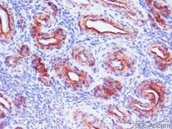 Abcam Anti-Collagen IV antibody [COL-94] (ab6311) 50ul, Quantity: Each