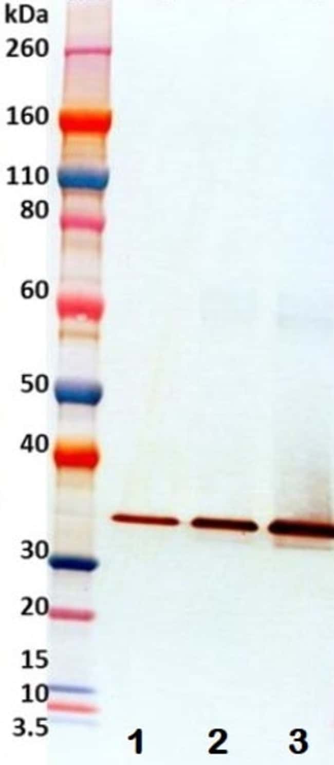 Abcam Staphylococcus alpha Hemolysin protein (Active) 100ug