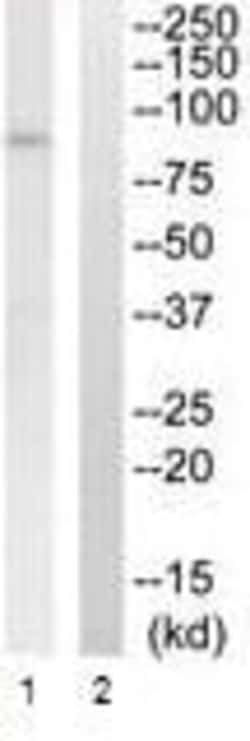 Abcam Anti-SLC5A3 antibody, Quantity: Each of 1
